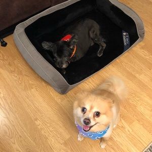 Meet your Posher, Mickey